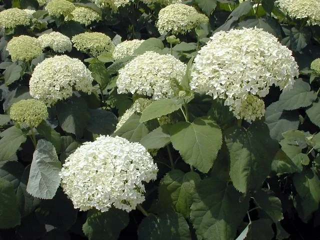 Hydrangea arborescens Annabelle Strong (Strauchhortensien)