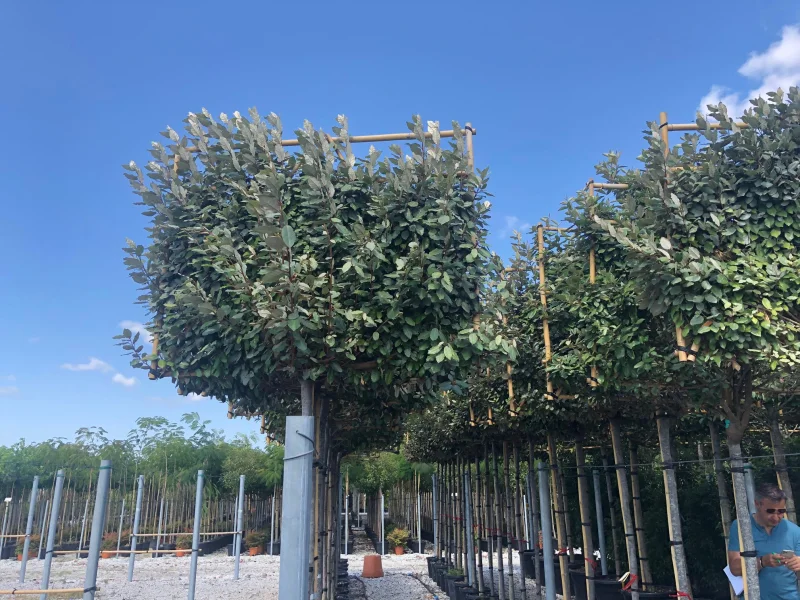 Elaeagnus Ebbingei (Olijfwilg Leiboom)-6