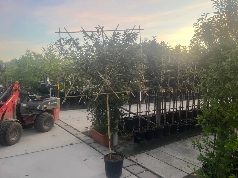Elaeagnus Ebbingei (Olijfwilg Leiboom)-7