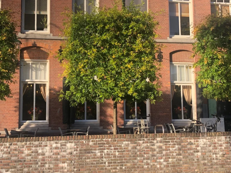 Quercus Palustris Leiboom (Leimoeraseik)