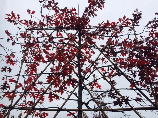 Quercus Palustris Leiboom (Leimoeraseik)-3