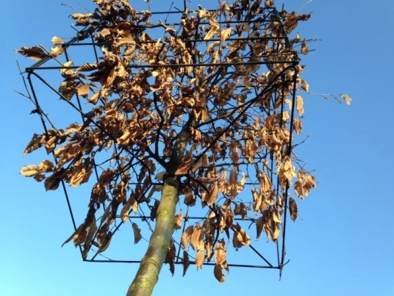 Carpinus Betulus blokvorm 75 cm (Blokbeuk)