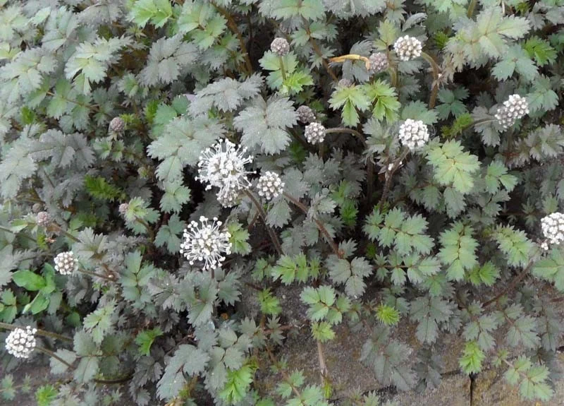 Acaena buchananii