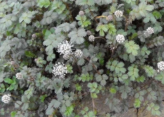 Acaena buchananii