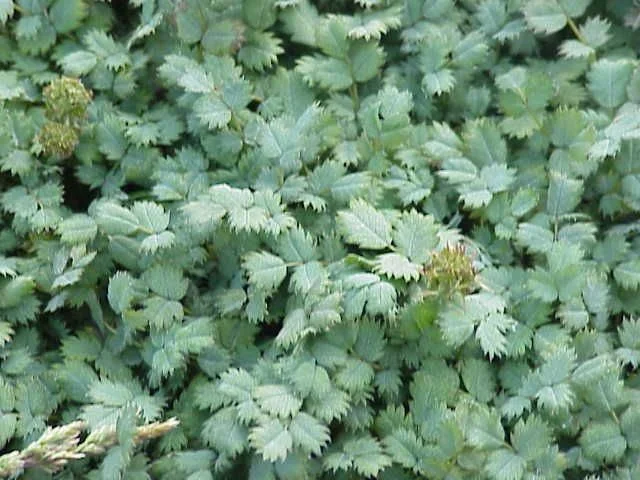 Acaena magellanica