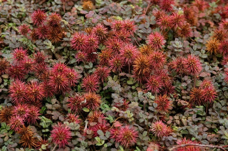 Acaena microphylla 'Kupferteppich'