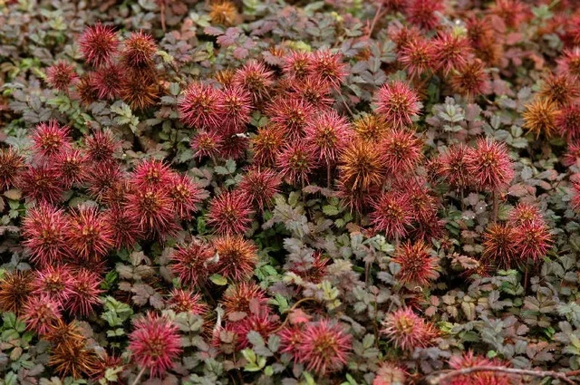 Acaena microphylla 'Kupferteppich'