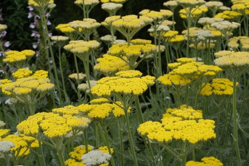 Achillea 'Coronation Gold'
