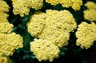 Achillea 'Taygetea'