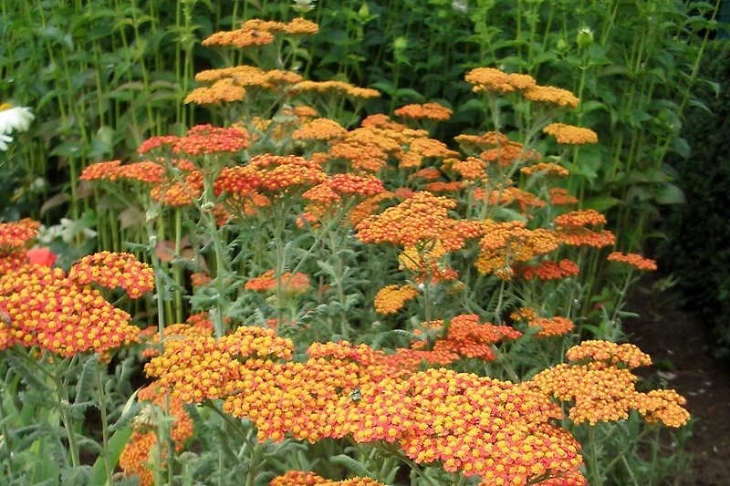 Achillea 'Terracotta'
