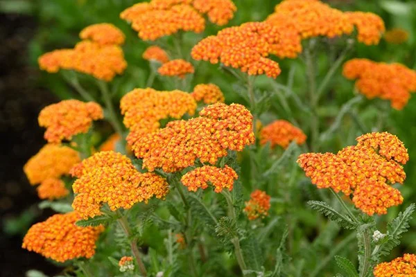 Achillea 'Walther Funcke'