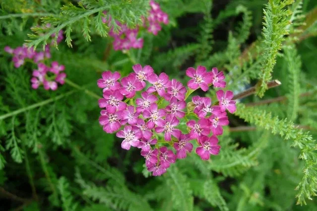 Achillea millefolium 'Cerise Queen'
