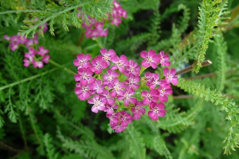 Achillea millefolium 'Cerise Queen'