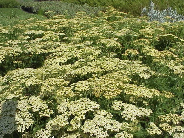 Achillea millefolium 'Hoffnung'