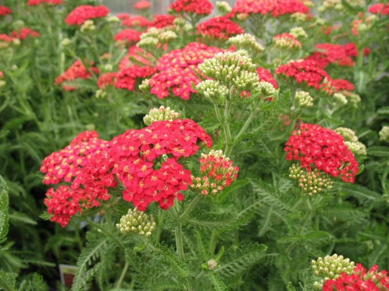 Achillea millefolium 'Paprika'