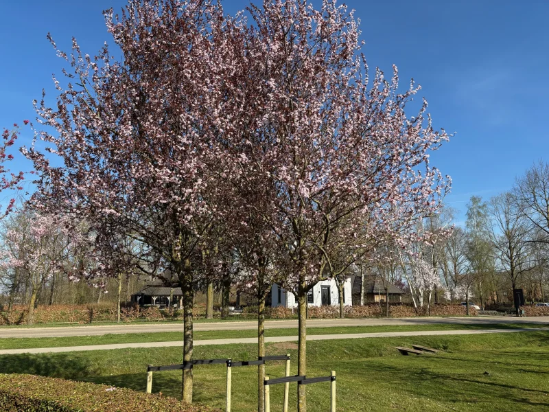 Prunus Cerasifera Nigra (Sierpruim)-1