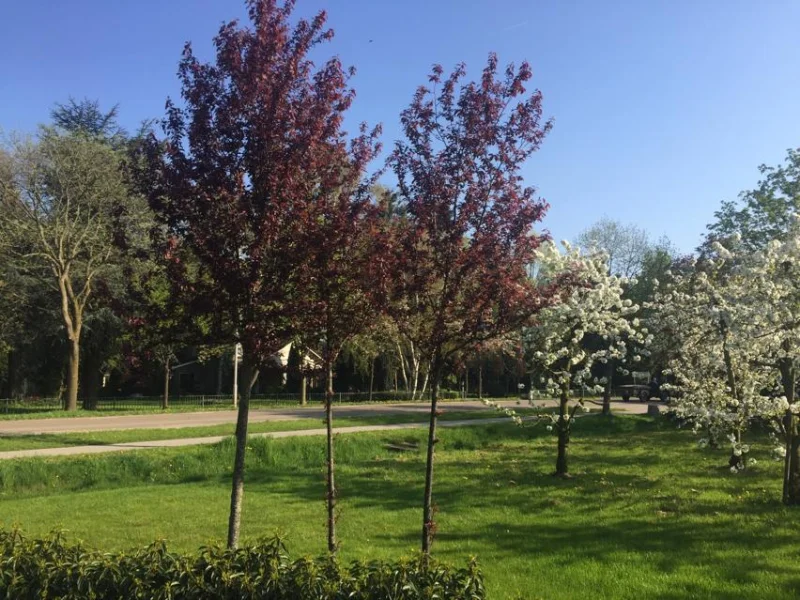 Prunus Cerasifera Nigra (Sierpruim)-3