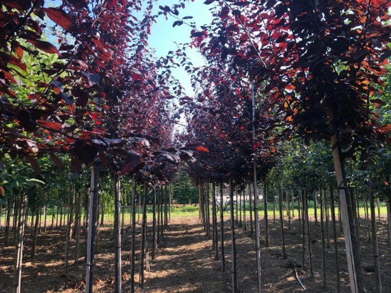 Prunus Cerasifera Nigra (Sierpruim)-4