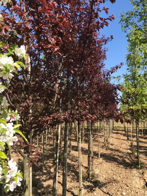 Prunus Cerasifera Nigra (Sierpruim)-5