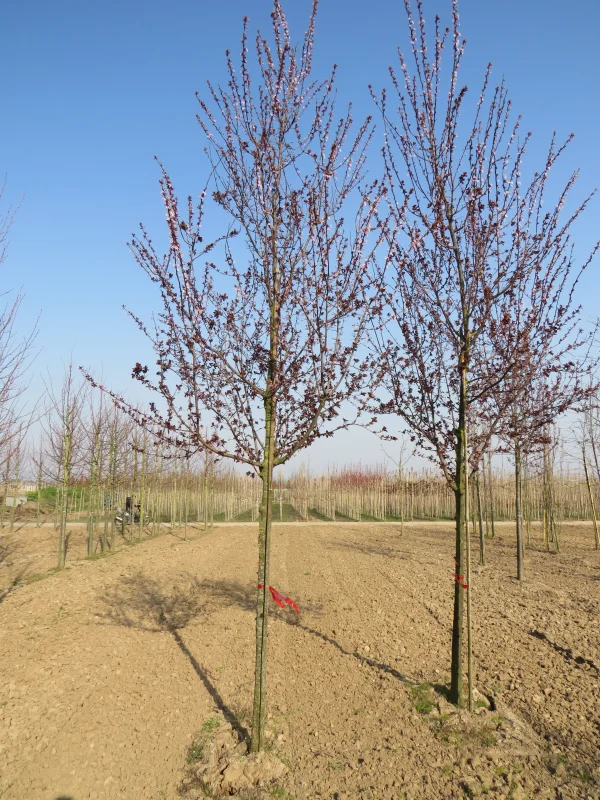 Prunus Cerasifera Nigra (Sierpruim)-6