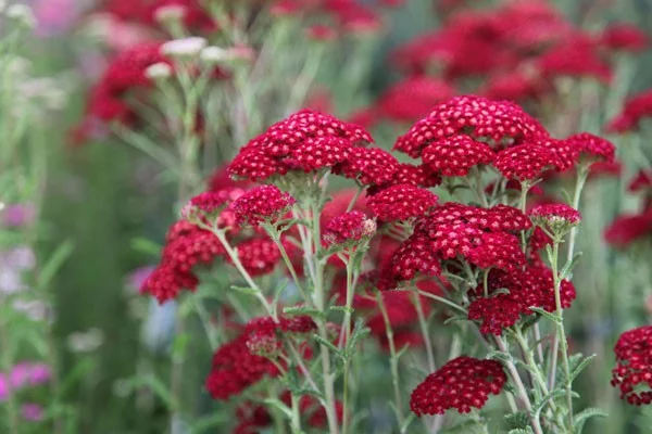 Achillea millefolium 'Red Velvet'