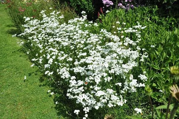 Achillea millefolium 'White Beauty'