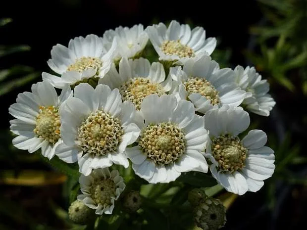 Achillea ptarmica 'Nana Compacta'
