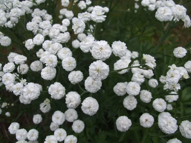 Achillea ptarmica 'The Pearl'