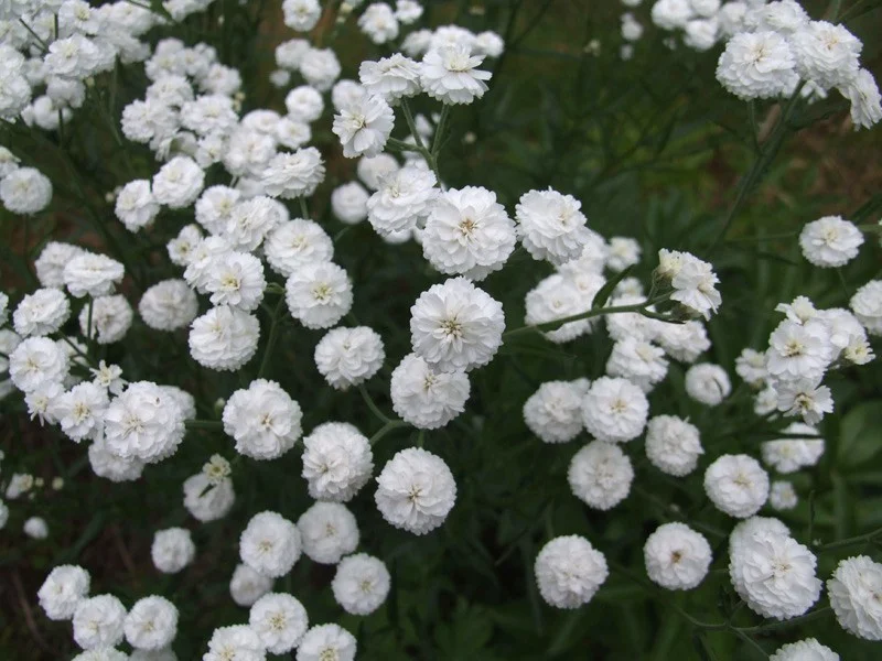 Achillea ptarmica 'The Pearl'