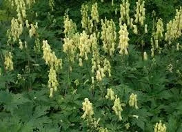 Aconitum lamarckii