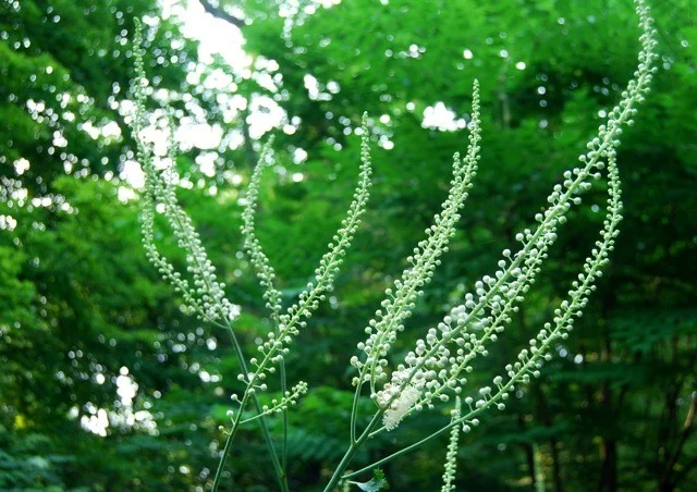 Actaea racemosa