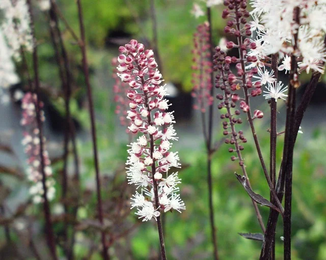 Actaea simplex 'Brunette'
