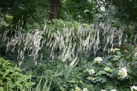 Actaea simplex 'White Pearl'