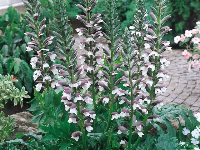 Acanthus mollis (Zachte akant)