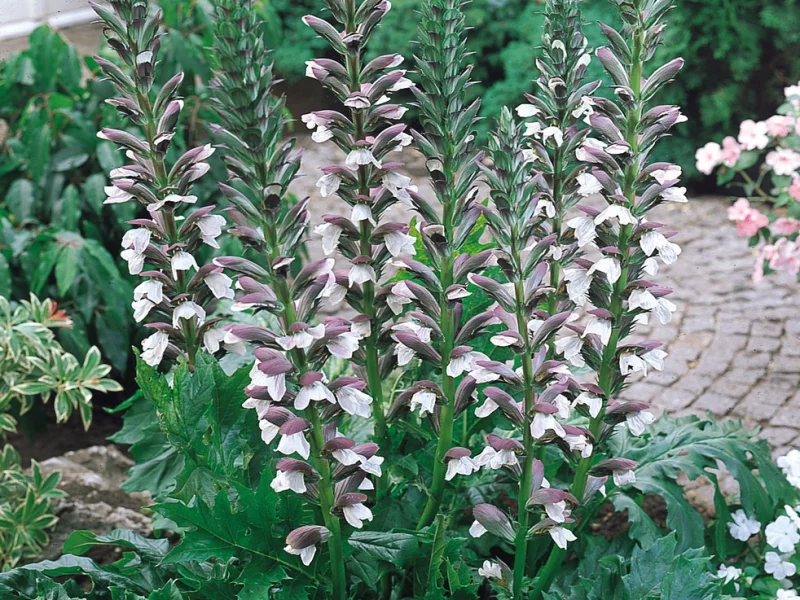 Acanthus mollis (Zachte akant)