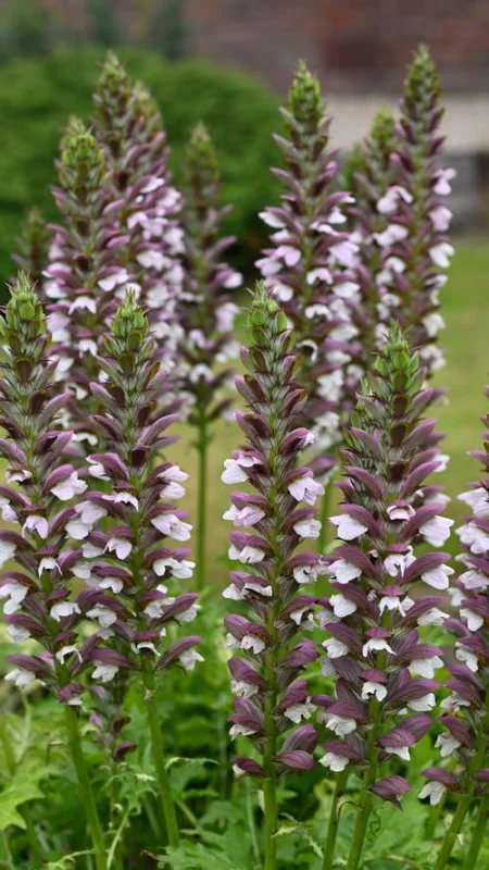 Acanthus mollis (Zachte akant)