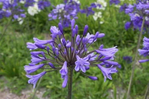 Agapanthus 'Dr Brouwer'