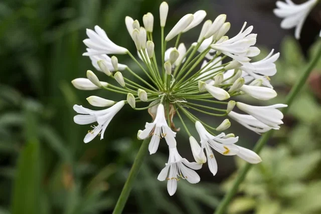 Agapanthus 'Polar Ice'