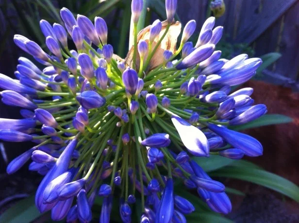 Agapanthus 'Roxanne'