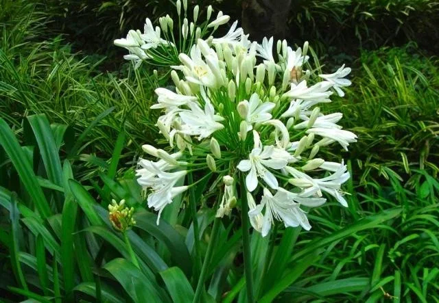 Agapanthus africanus 'Albus'
