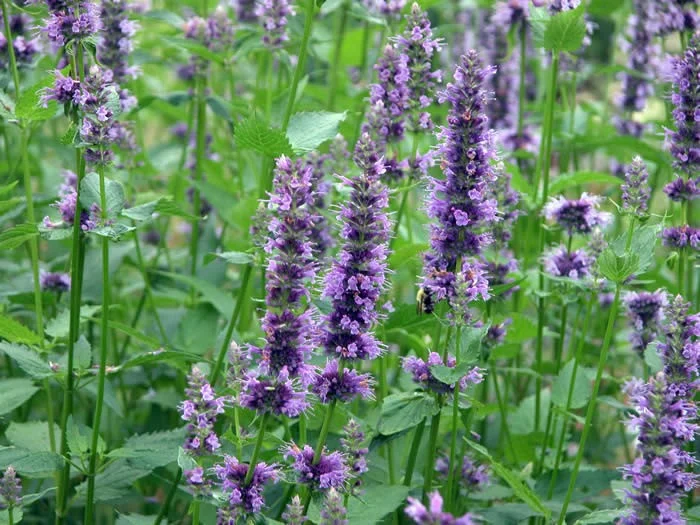Agastache 'Black Adder'