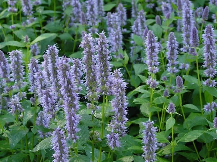Agastache 'Blue Fortune'