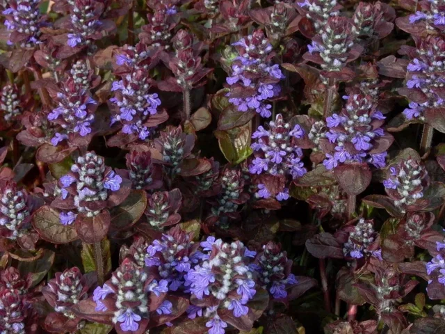 Ajuga reptans 'Atropurpurea'