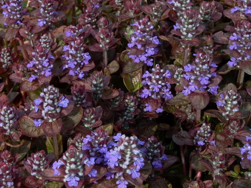 Ajuga reptans 'Atropurpurea'