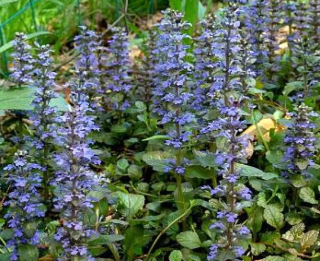 Ajuga reptans 'Catlin's Giant'