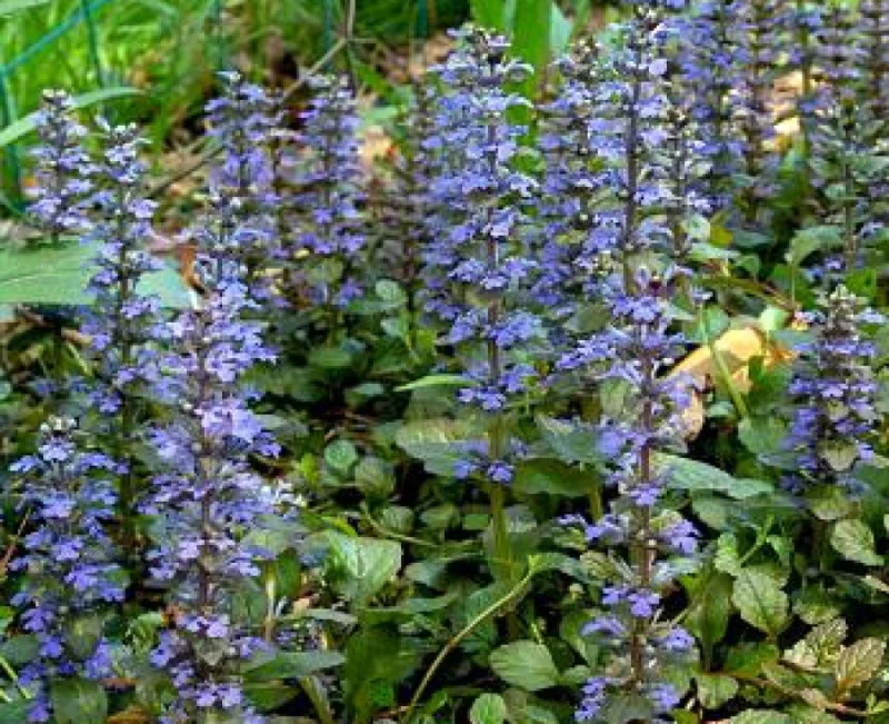 Ajuga reptans 'Catlin's Giant'