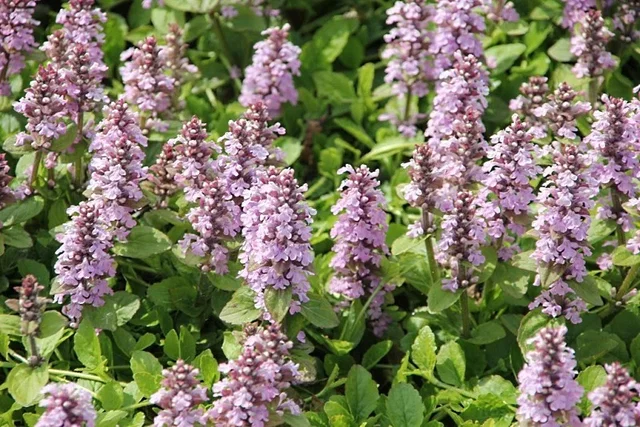 Ajuga reptans 'Rosea'