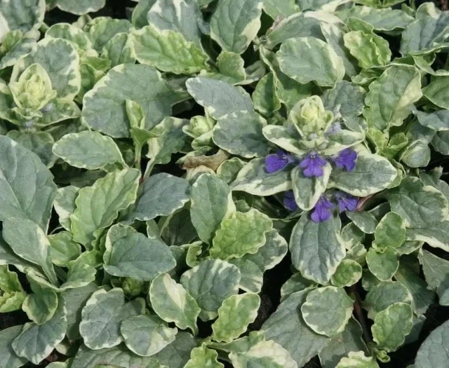 Ajuga reptans 'Variegata'