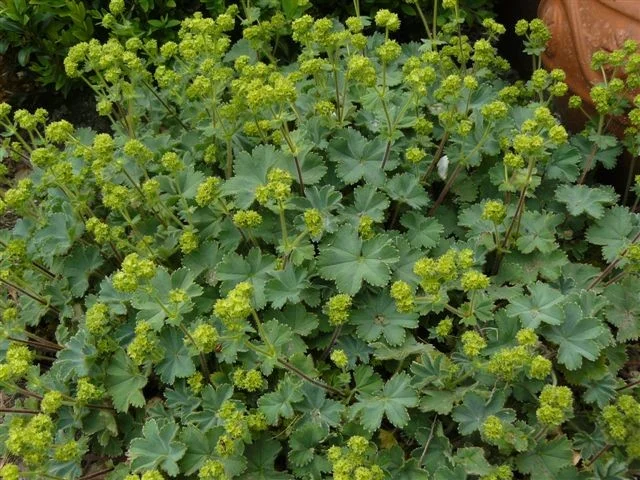 Alchemilla erythropoda