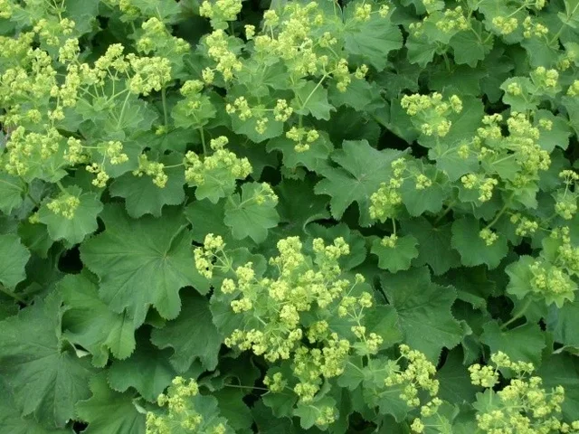 Alchemilla mollis 'Robustica'